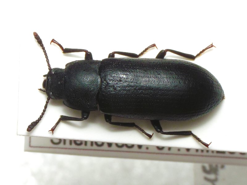 Cryphaeus cornutus (Fischer de Waldheim, 1823)
